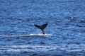 Reisetipp Whale Watching Hermanus