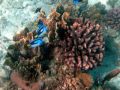 Reisetipp Schnorcheln Mnemba Island Ras Nungwi