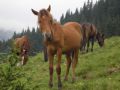 Reisetipp Hoverla