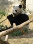Reisetipp Nationalzoo Washington