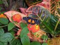 Reisetipp Franklin Park Conservatory