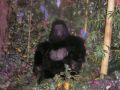 Reisetipp Rainforest Cafe
