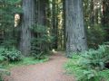 Reisetipp Humboldt Redwoods State Park