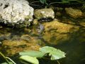 Reisetipp Nationalpark am Tamiami Trail
