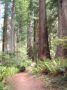Reisetipp Redwood National Park