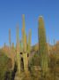 Reisetipp Saguaro National Park