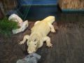 Reisetipp Reptilienpark Gatorland