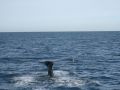 Reisetipp Whale Watching Hyannis