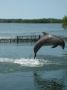 Reisetipp Delfinschwimmen Dolphin Research Center Key Largo