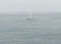 Reisetipp Whale Watching Los Angeles