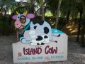 Reisetipp Island Cow
