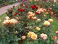 Reisetipp Rose Garden