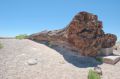 Reisetipp Petrified-Forest-Nationalpark