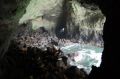 Reisetipp Sea Lion Caves