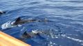 Reisetipp Whale Watching Costa Adeje