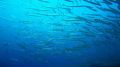 Reisetipp Tauchbasis Big Blue Diving Palmanova
