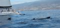 Reisetipp Delfin Tour Playa de las Americas