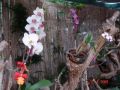 Reisetipp Orchideengarten Sitio Litre