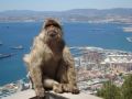 Reisetipp Ausflug nach Gibraltar