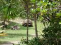 Reisetipp Ile Aux Aigrettes