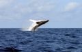 Reisetipp Dolswim - Dolphin &amp; Whales Watching
