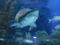 Reisetipp Aquaria KLCC