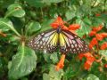 Reisetipp Butterfly Farm