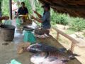 Reisetipp Riesenwarane Sri Lanka Südküste