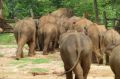Reisetipp Elephant Transit Home