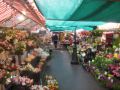 Reisetipp Blumenmarkt / Marche aux Fleurs