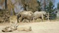 Reisetipp Zoo Dvůr Králové