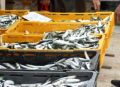 Reisetipp Fischmarkt Split