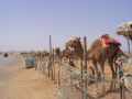 Reisetipp Kamelmarkt Al Ain