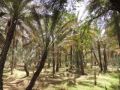 Reisetipp Al Ain Oase