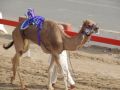 Reisetipp Al Wathba Camel Racetrack