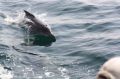 Reisetipp Delfin Tour Mussandam Bay