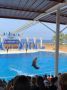 Reisetipp Sealanya Delfinpark
