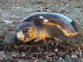 Reisetipp Meeresschildkröten