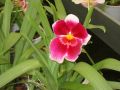 Reisetipp Orchideenhof in Luttelgeest