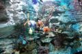 Reisetipp Sea Life Scheveningen