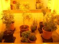 Reisetipp The Hash, Marihuana &amp; Hemp Museum