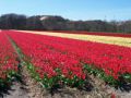 Reisetipp Tulpenfelder