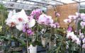 Orchideen Zentrum Wichmann