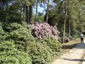 Reisetipp Rhododendron-Gärtnerei Grüngräbchen