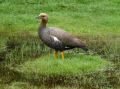 Reisetipp Nationalpark Tierra del Fuego
