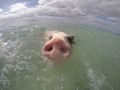 Reisetipp Schwimmen mit Schweinen