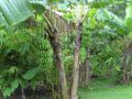 Reisetipp Ausflug Eco-Caribe Tour