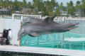Reisetipp Delfinschwimmen Dolphin Island Bavaro