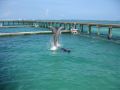 Reisetipp Delfinschwimmen Dolphin Explorer Bavaro