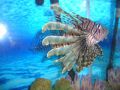 Reisetipp Aquarium Santo Domingo / Acuario Nacional